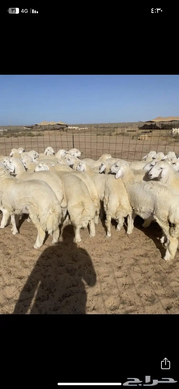 Lamb meat and fat slaughter64453751311491110