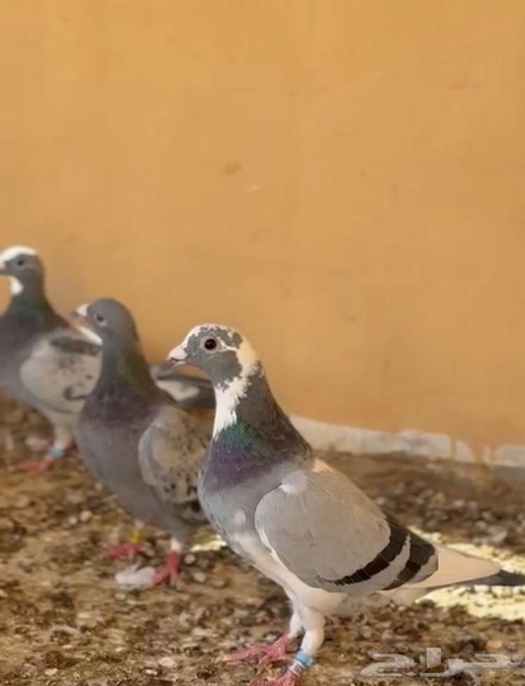 Hello, there is a racing homing pigeon for sale, quantity 34 birds, contact number64453655409282112