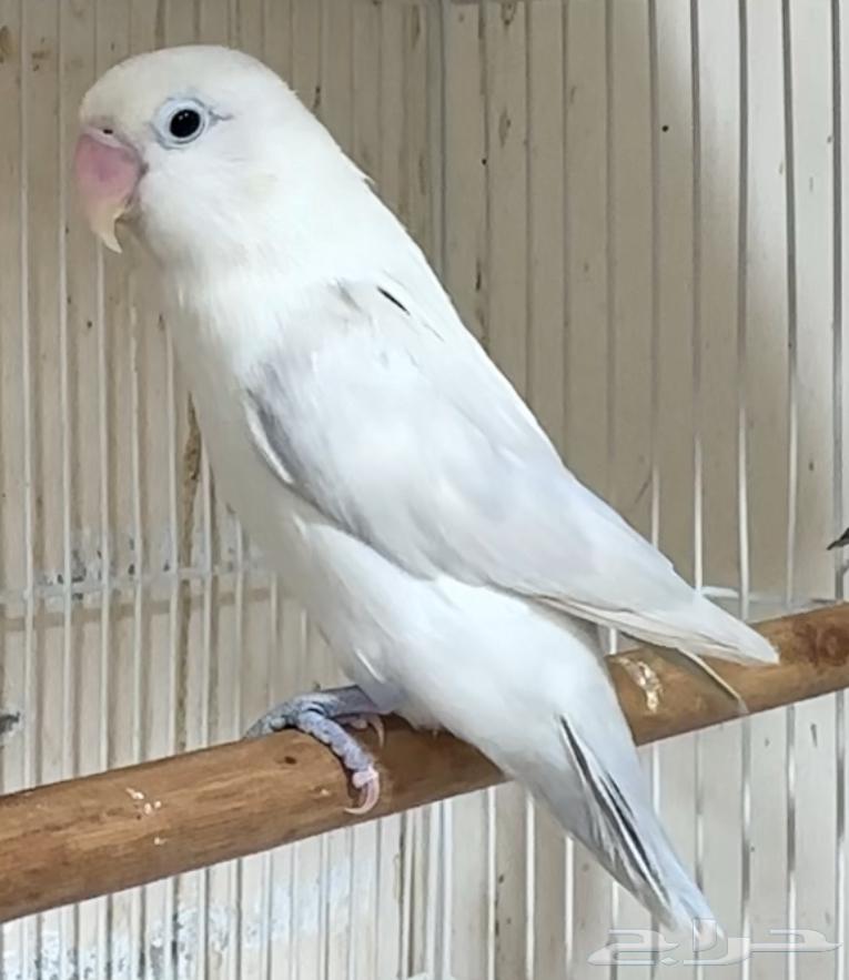 For sale: a pair of high-end Fischer Blue Eye Wing from the last batch64456406959106111