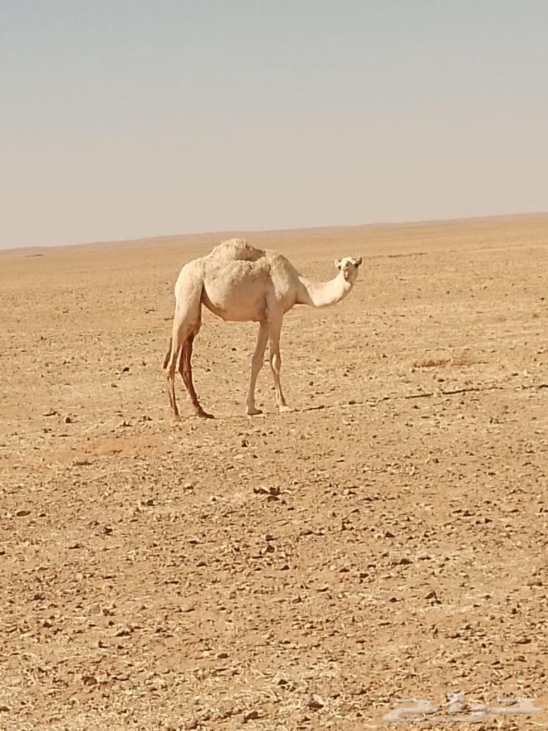 بكرة مفرودة للبيع64455400241922110