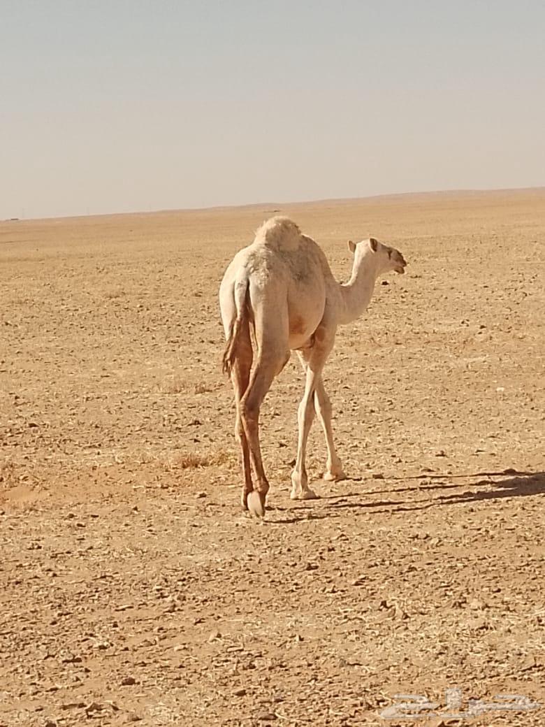 بكرة مفرودة للبيع64455400241922111