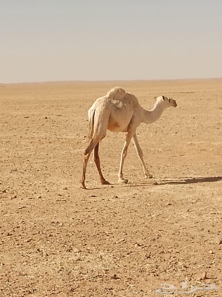 بكرة مفرودة للبيع64455400241922112