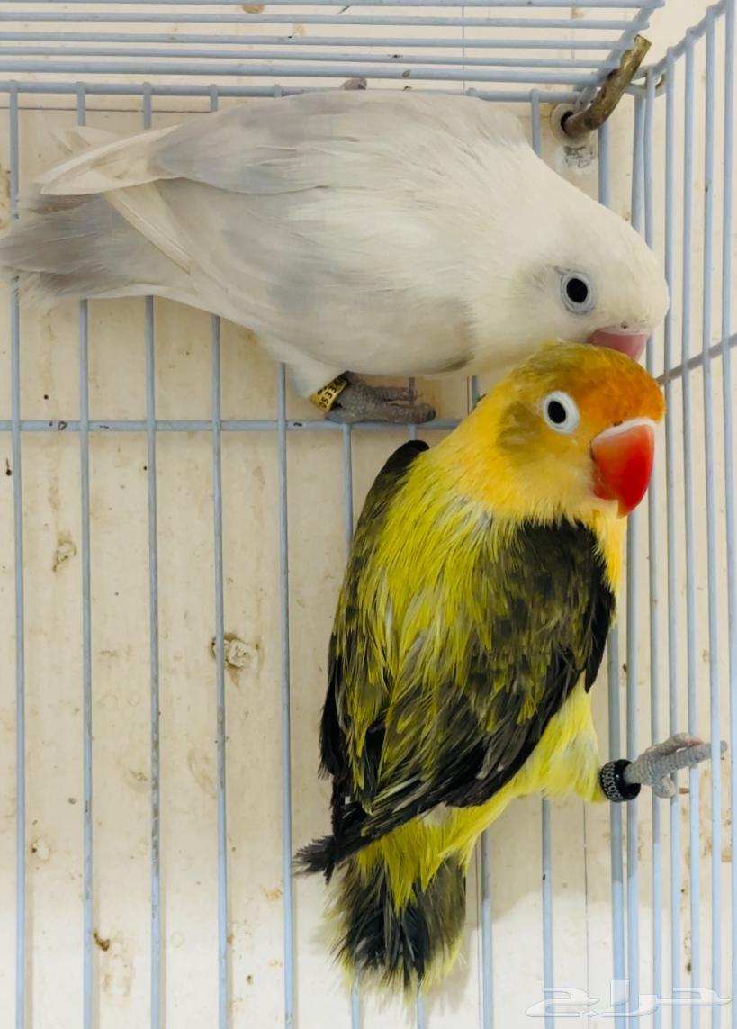 For sale: a pair of high-end Fischer Blue Eye Wing from the last batch64456406959106113