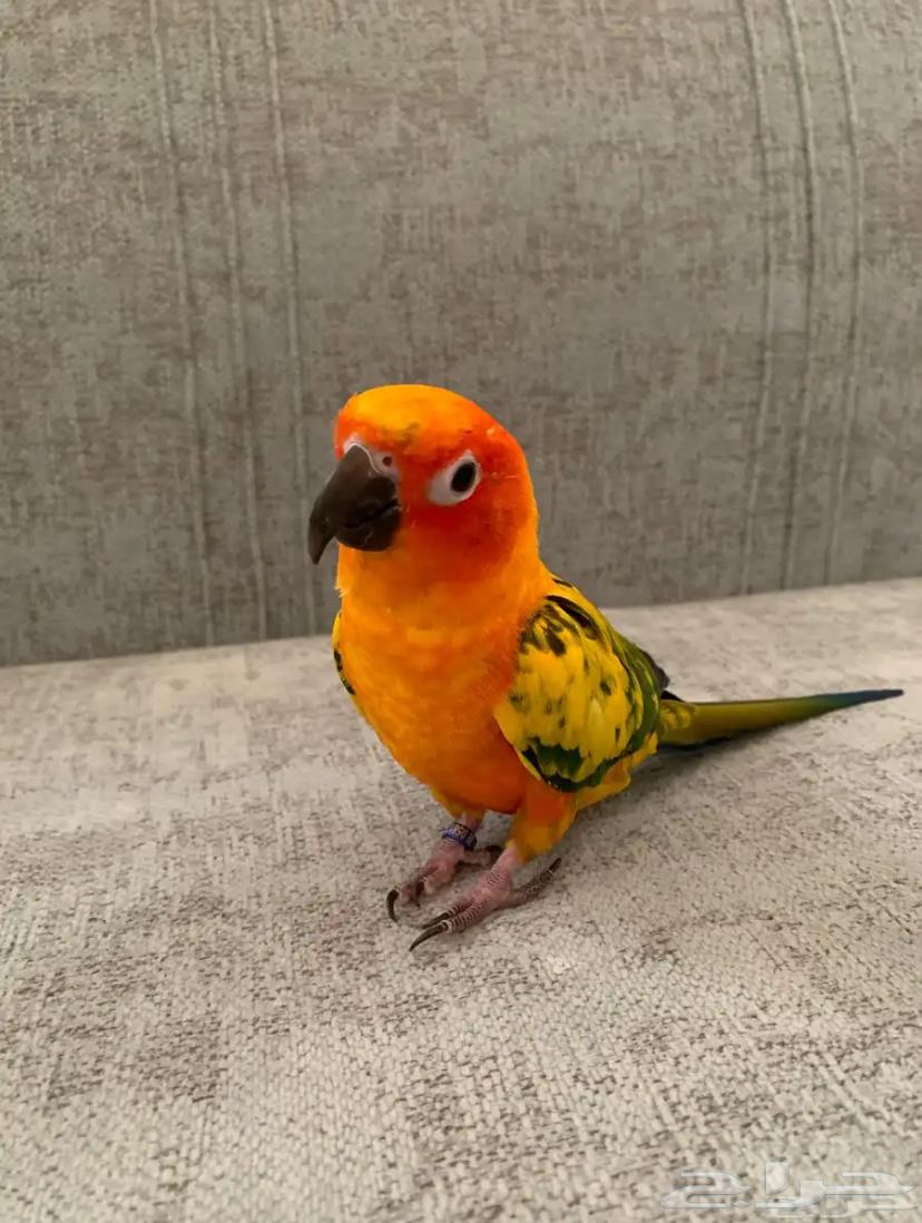 Sun Canior64454123967105112