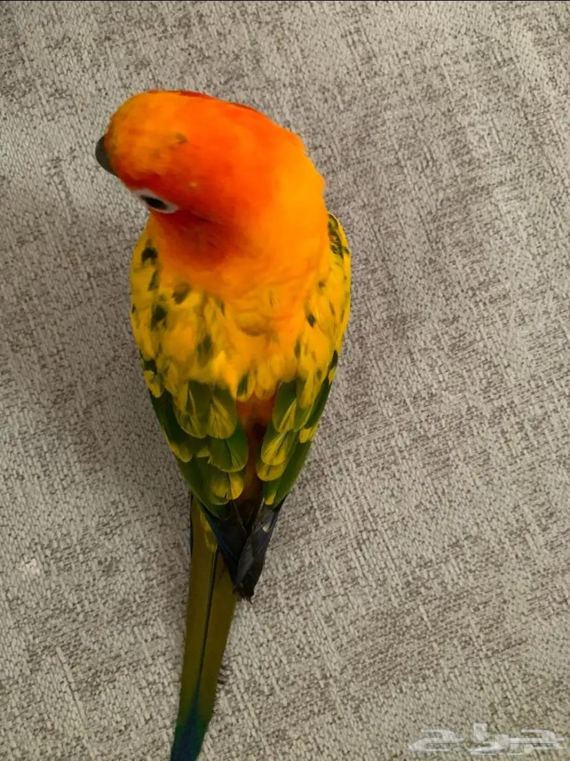 Sun Canior64454123967105113