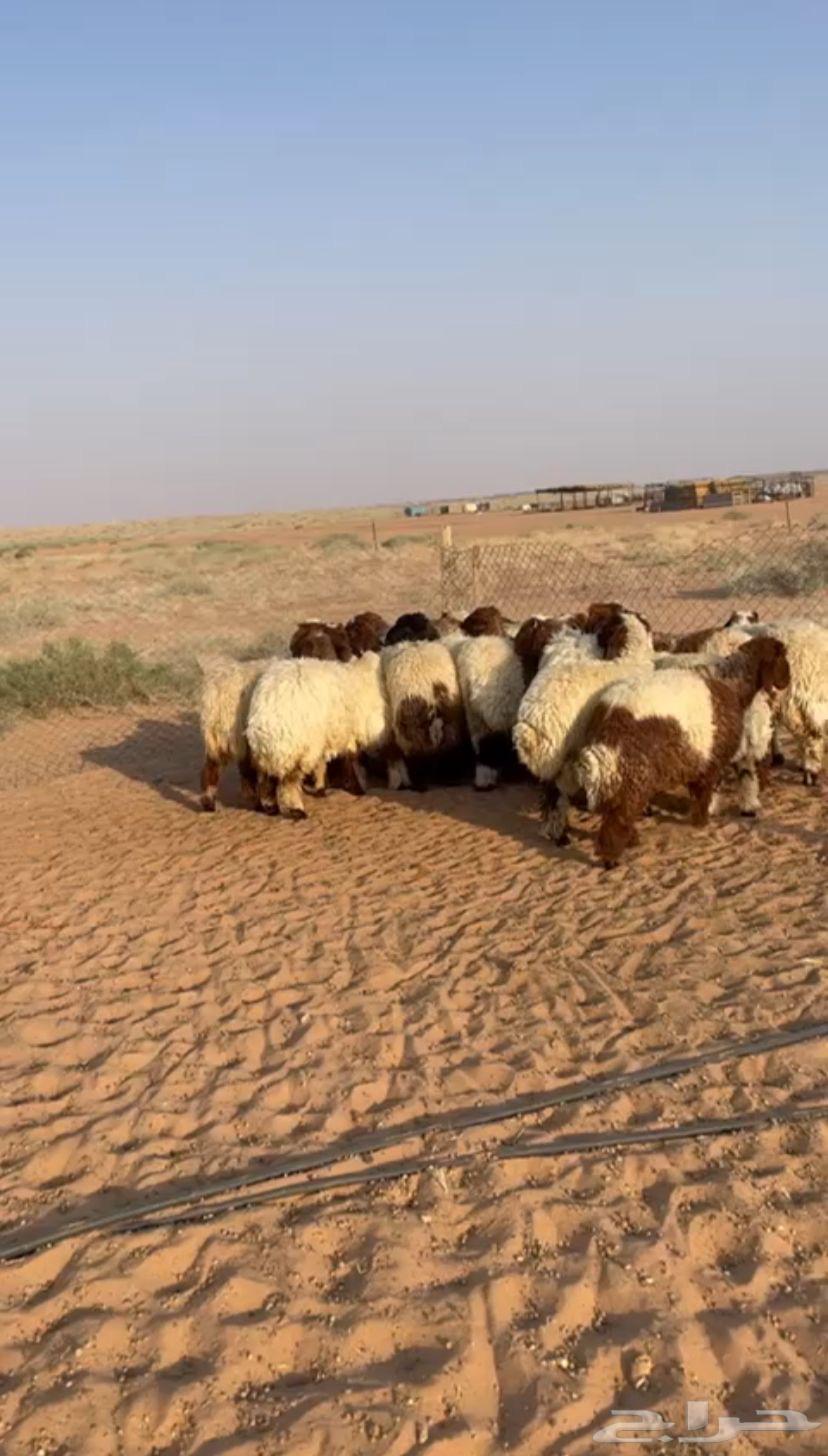 للبيع رخال نعيم طيبات64452062986882112