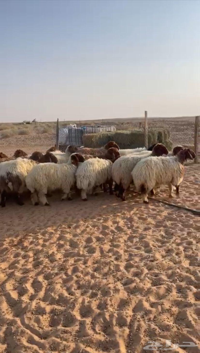 للبيع رخال نعيم طيبات64452062986882110