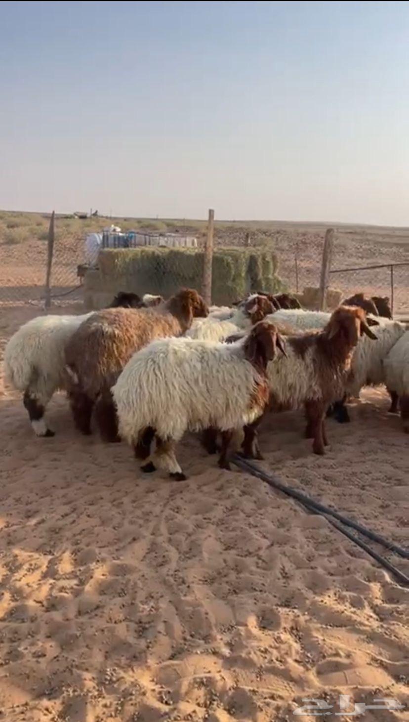 للبيع رخال نعيم طيبات64452062986882111