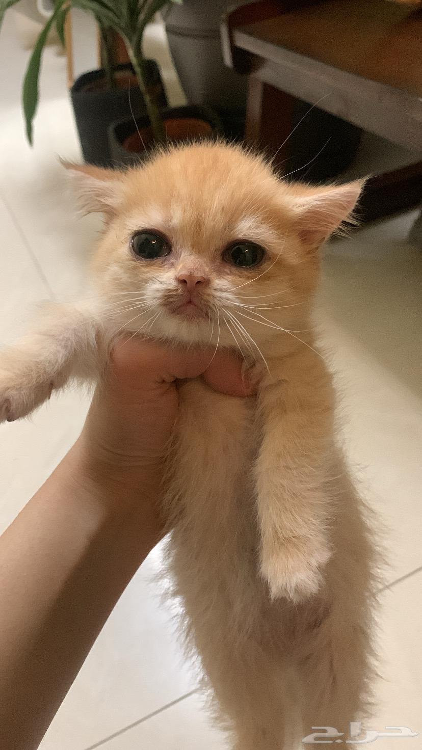 انثى برتش للبيع مستوى عالي64455372804481110