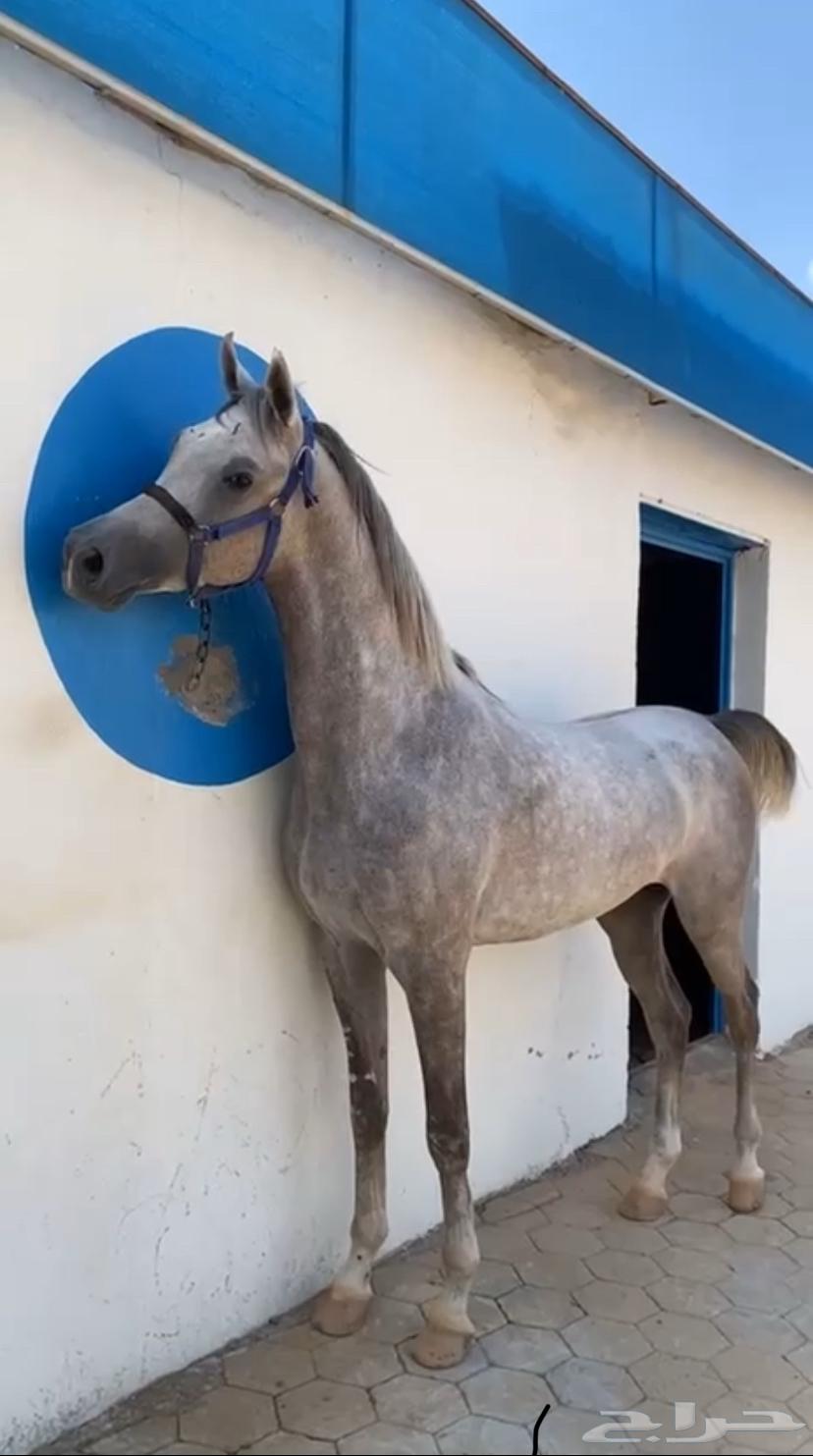 حصان للبيع64455963615873110
