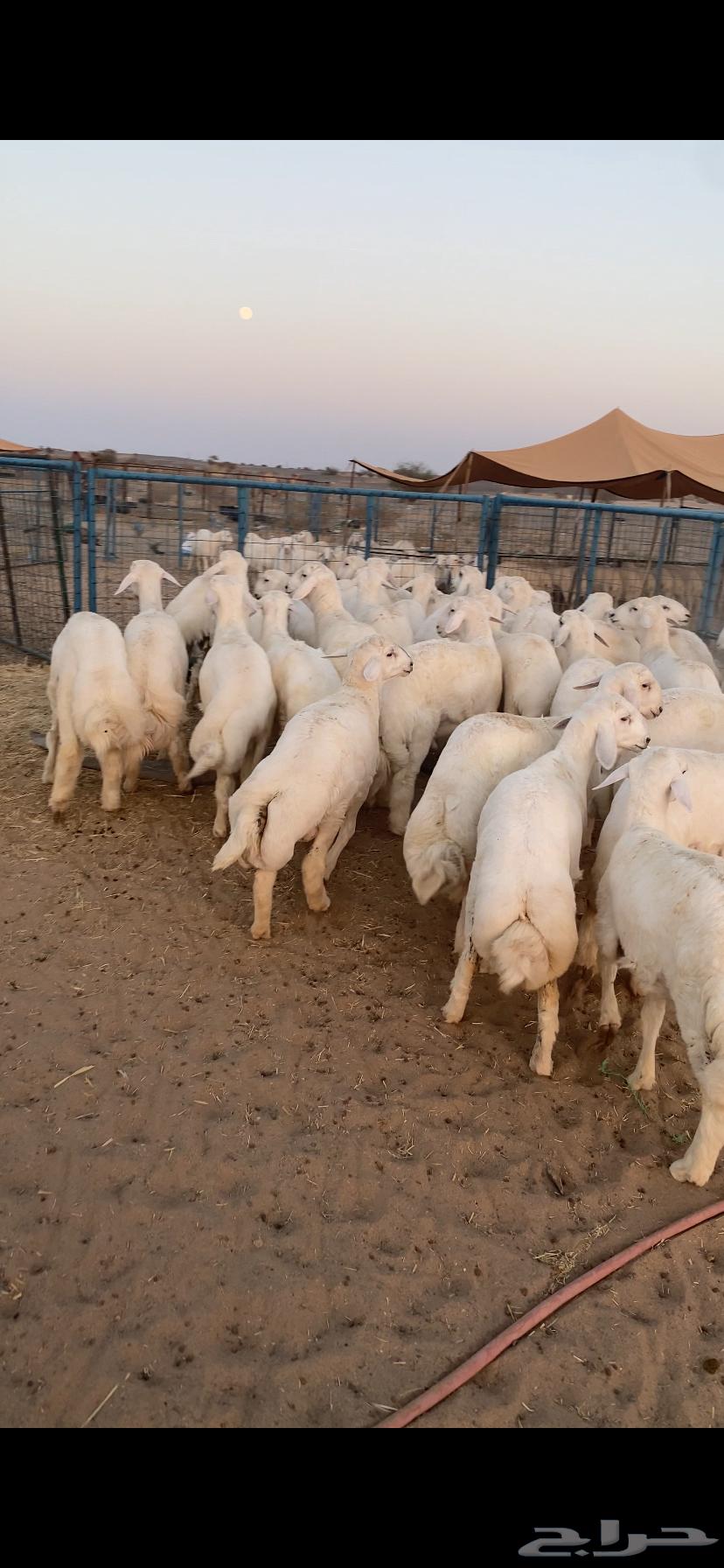 طليان جبره ذبايح تم البيع اضغط متابعه64450105181313110