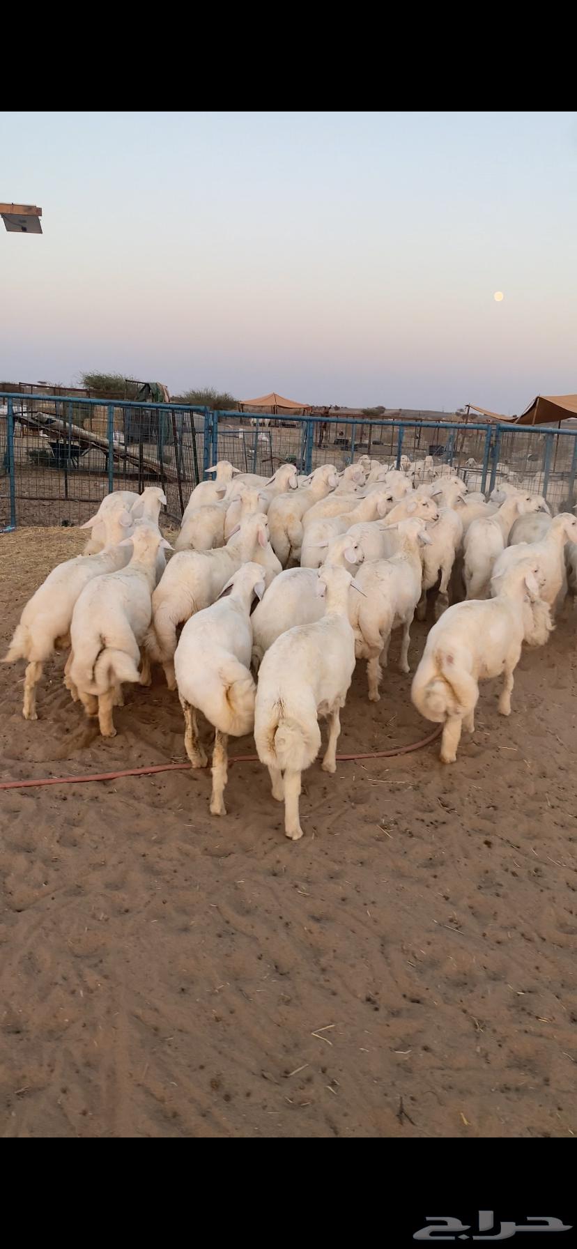 طليان جبره ذبايح تم البيع اضغط متابعه64450105181313113