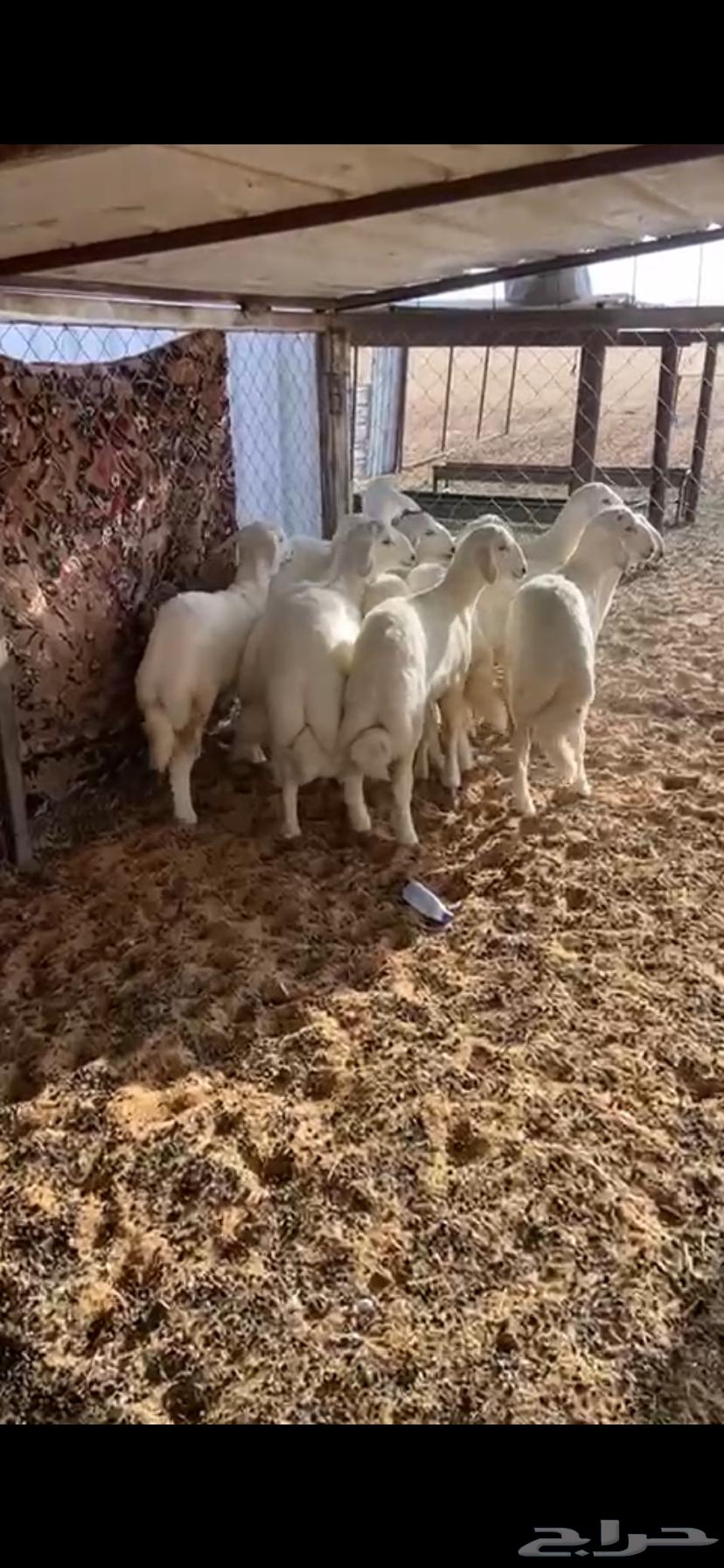 خرفان للبيع. التواصل64452293010819111