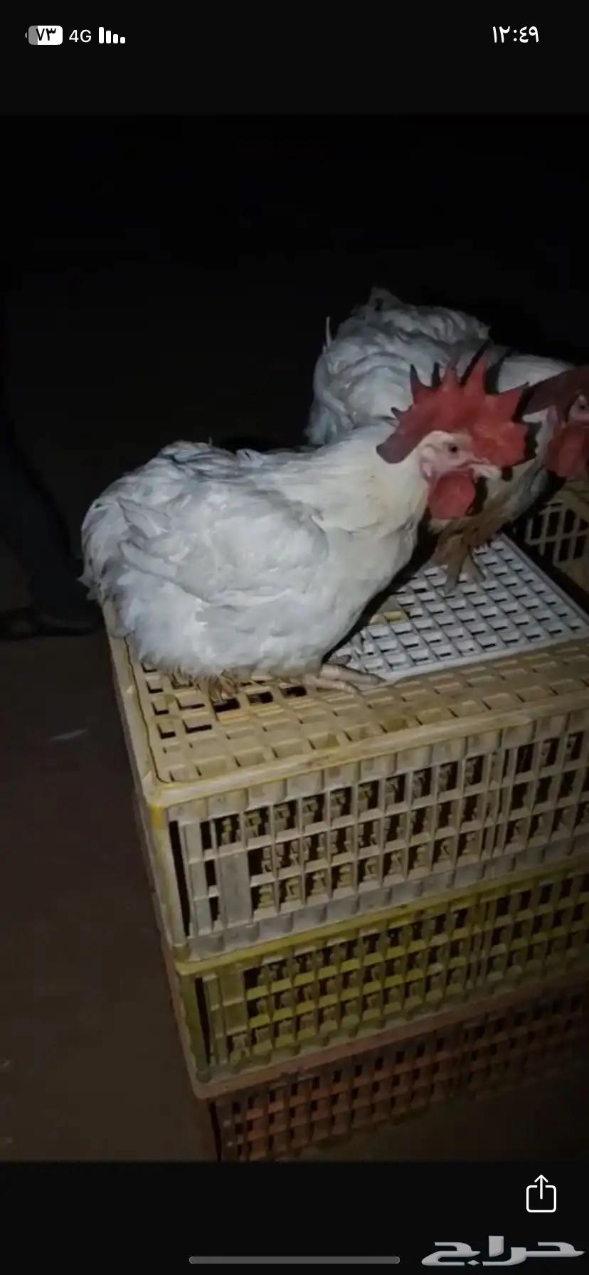 ديوك وأمهات الرياض والخرج64453971960577110