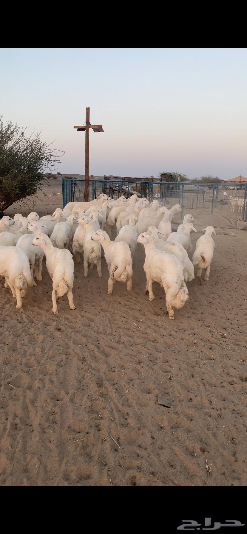 طليان جبره ذبايح تم البيع اضغط متابعه64450105181313111