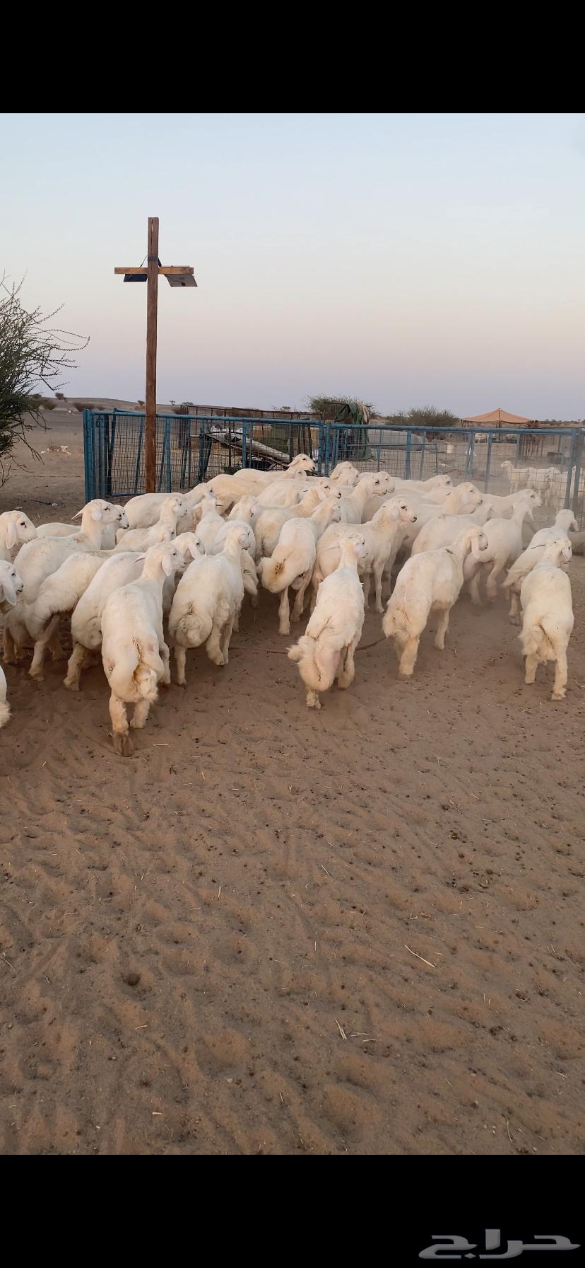 طليان جبره ذبايح تم البيع اضغط متابعه64450105181313112