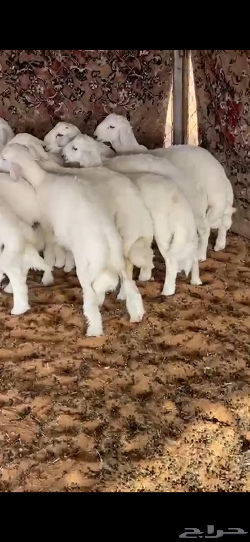 خرفان للبيع. التواصل64452293010819110