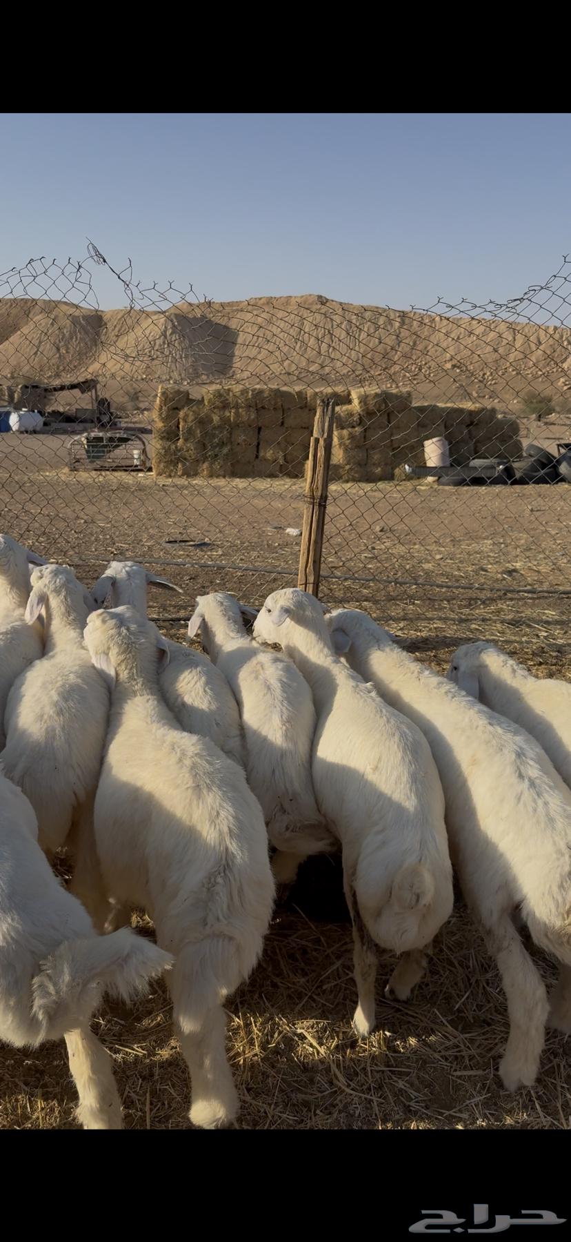 طليان حريات للبيع64454250191746114