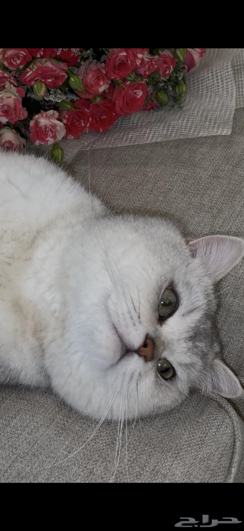 Scotch Silver Mating64451659531009110