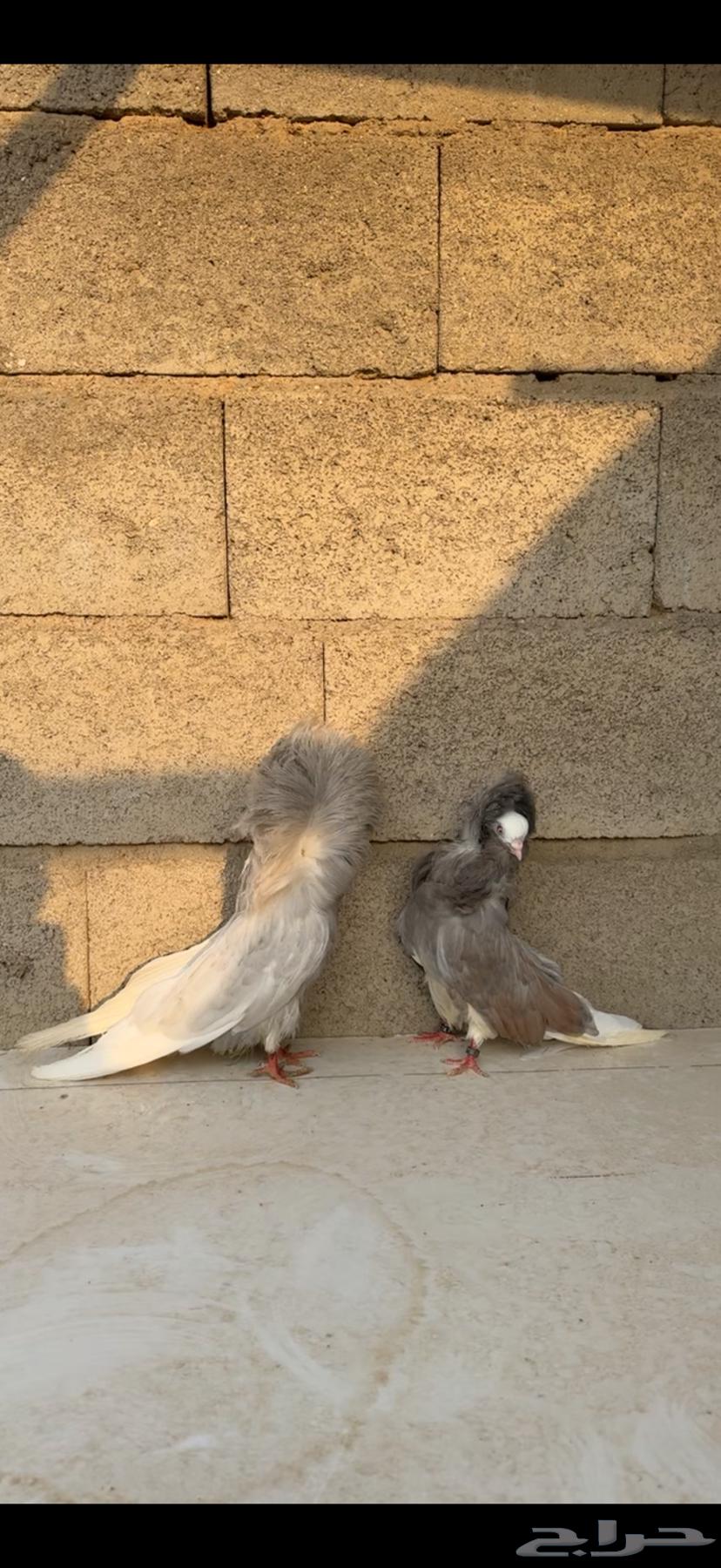 زوج جاكوبين64454894881667112