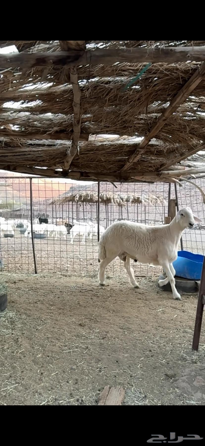 طلي فحل مشرووط جذع فااخر تم البيع64455413860995110