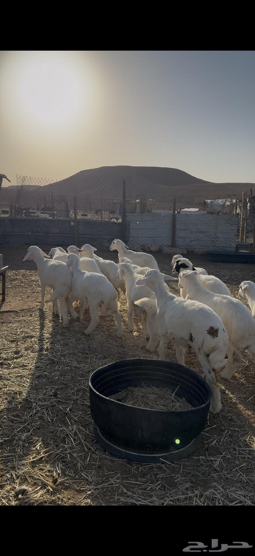 طليان حريات للبيع64454250191746111