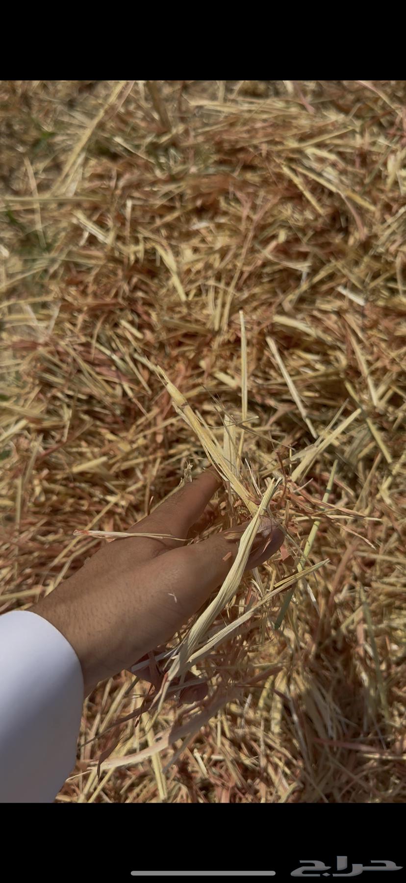 للبيع ذره جيزانيه حمراء64451565959553111