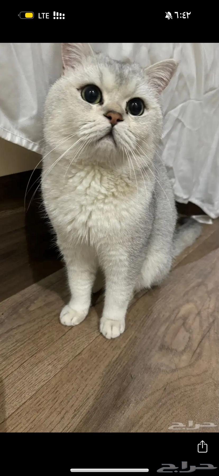 Scotch Silver Mating64451659531009111