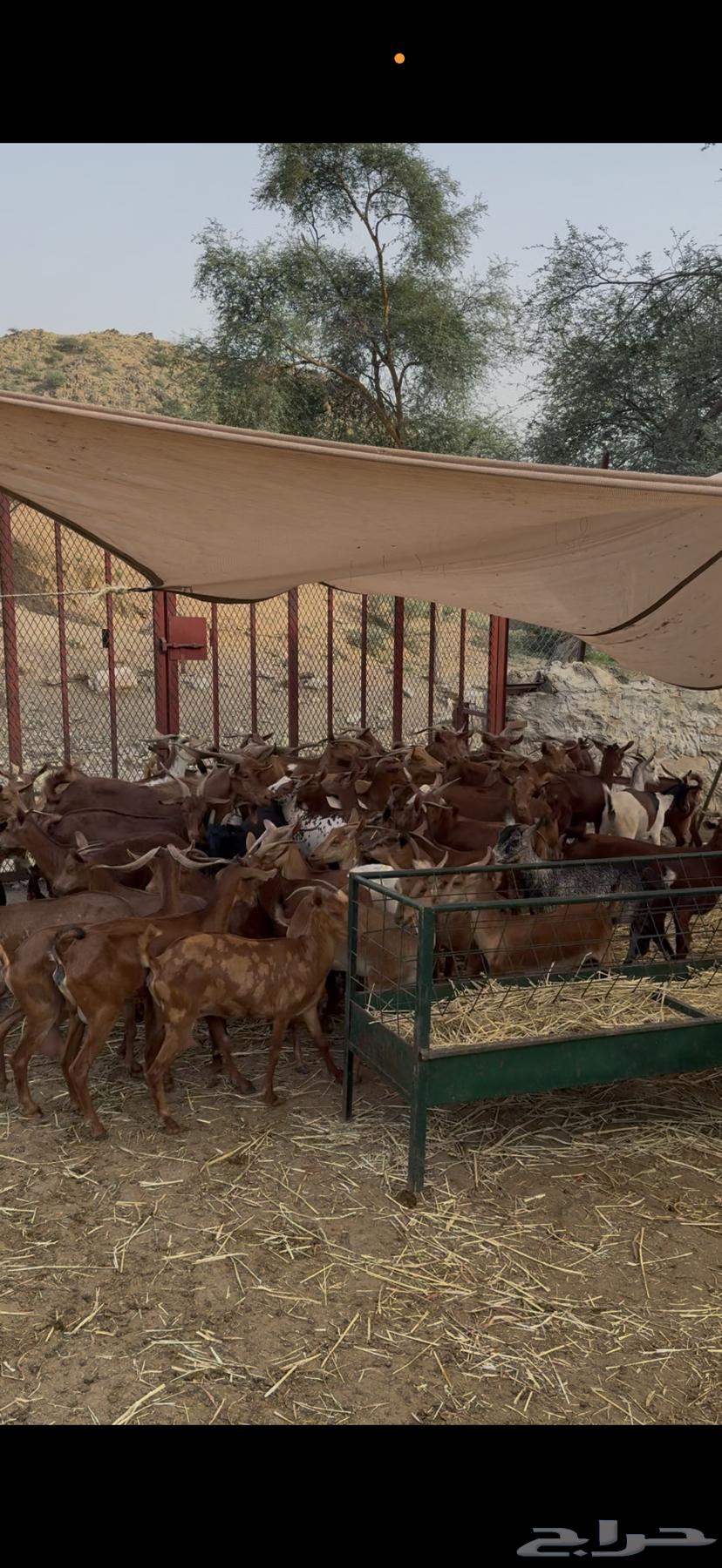 معزا دهم للبيع متابيع ودفيع64456968349313111