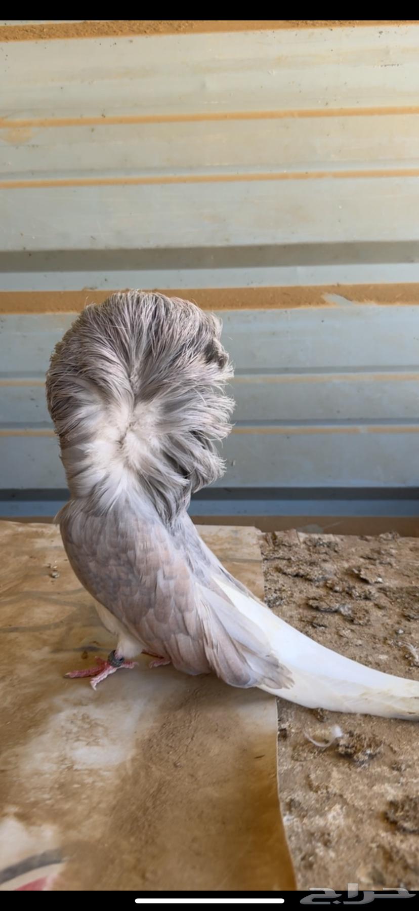 زوج جاكوبين64454894881667111