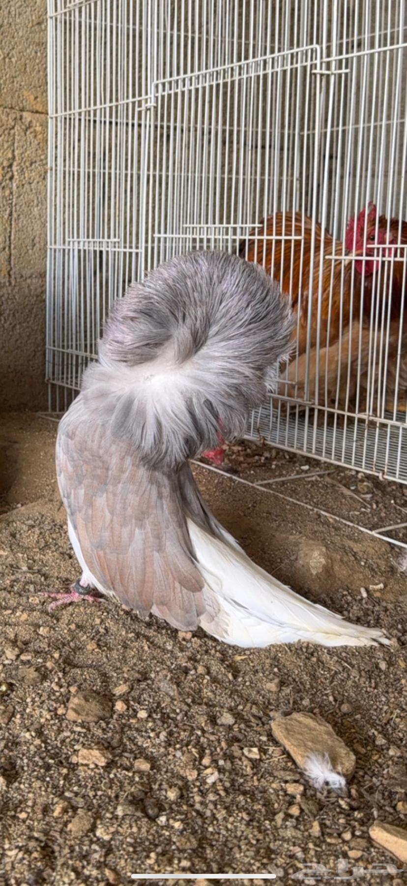 زوج جاكوبين64454894881667110