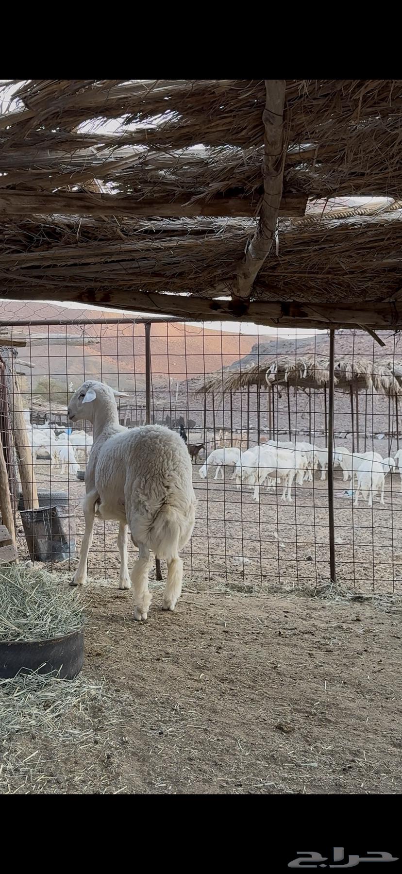 طلي فحل مشرووط جذع فااخر تم البيع64455413860995111