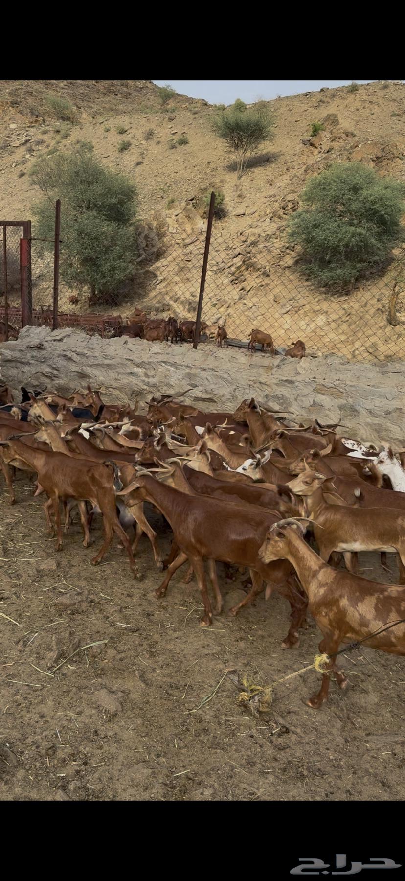 معزا دهم للبيع متابيع ودفيع64456968349313110