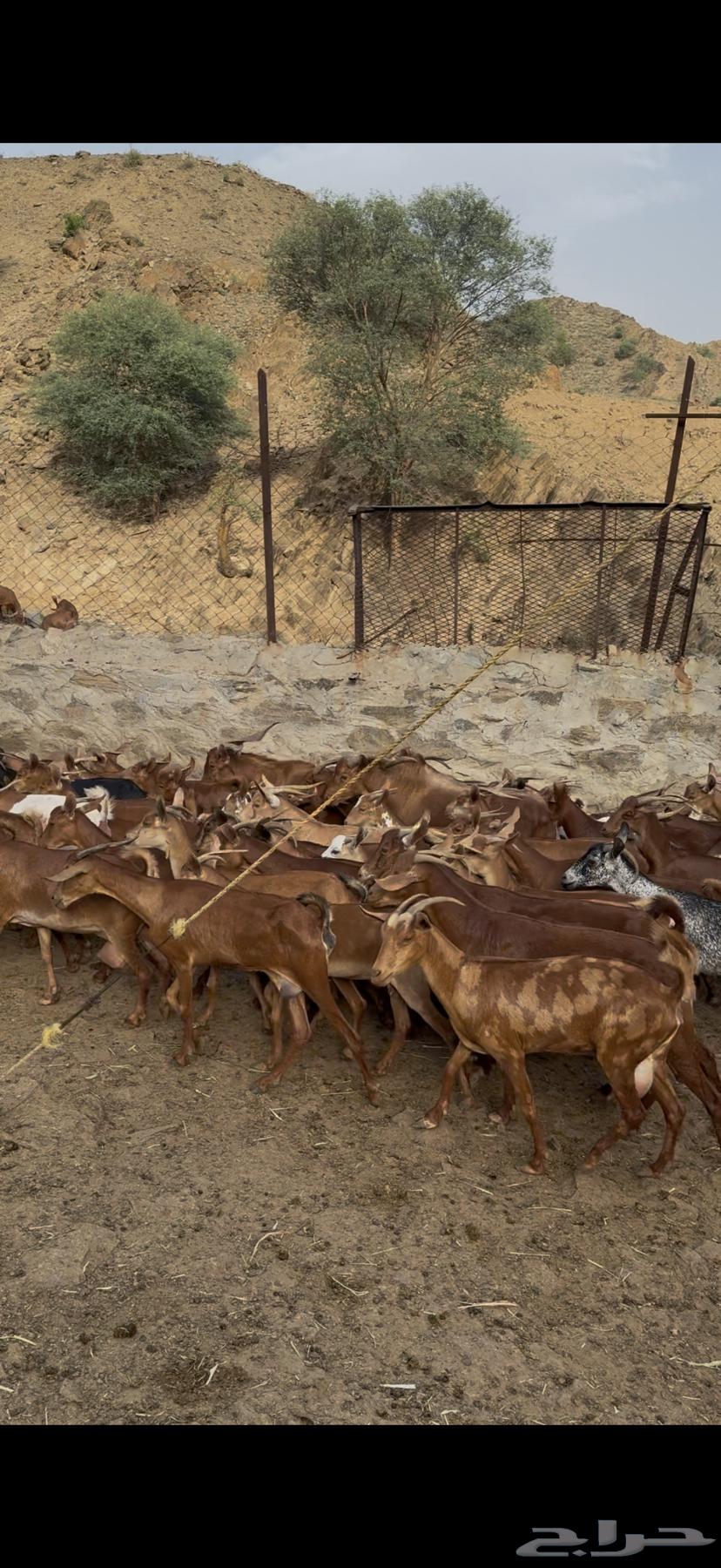 معزا دهم للبيع متابيع ودفيع64456968349313113