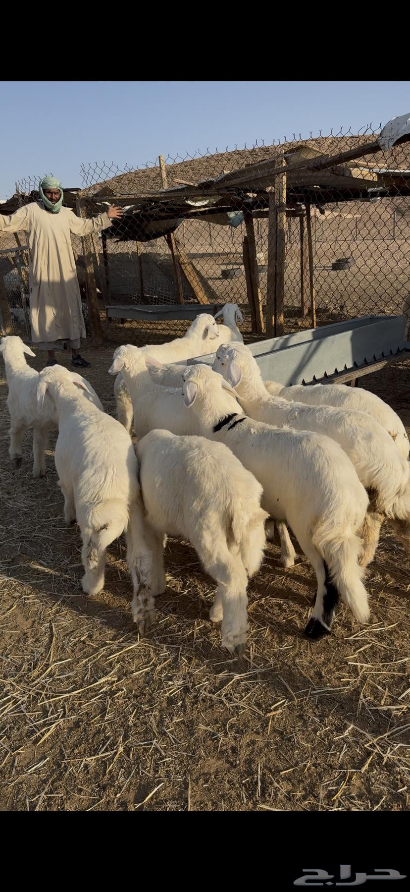 طليان حريات للبيع64454250191746112