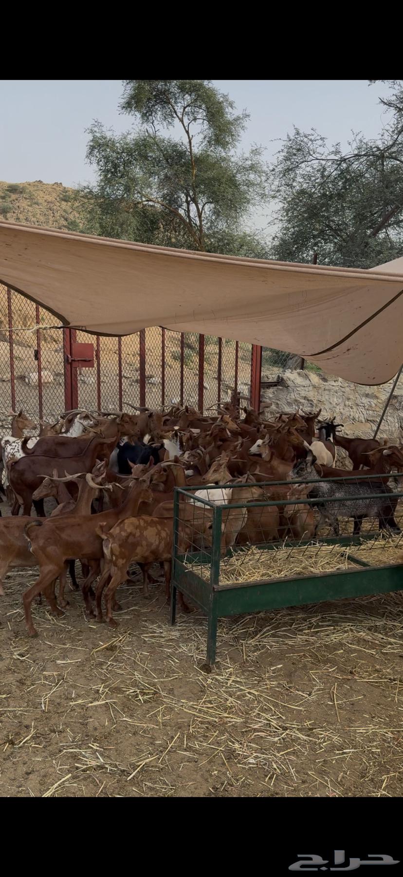 معزا دهم للبيع متابيع ودفيع64456968349313112