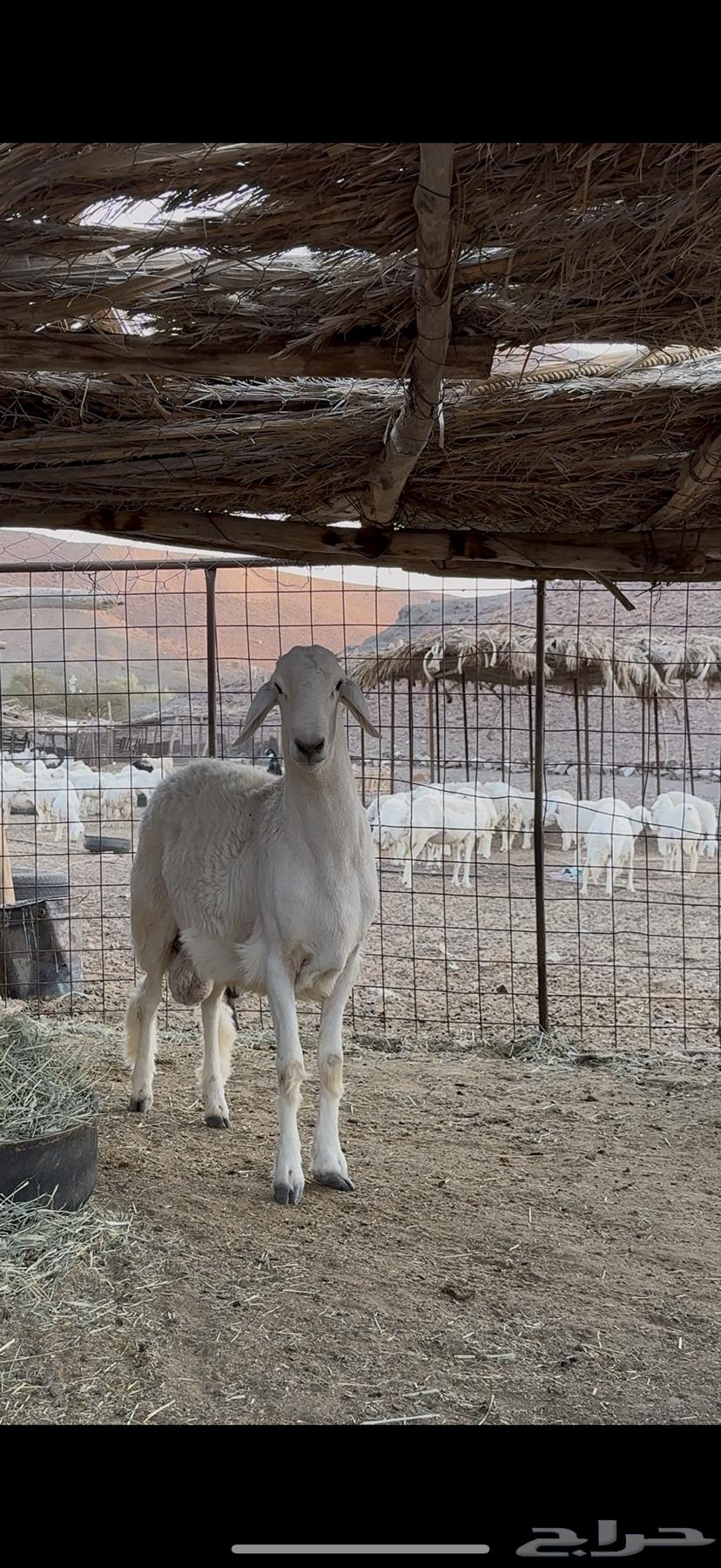 طلي فحل مشرووط جذع فااخر تم البيع64455413860995112