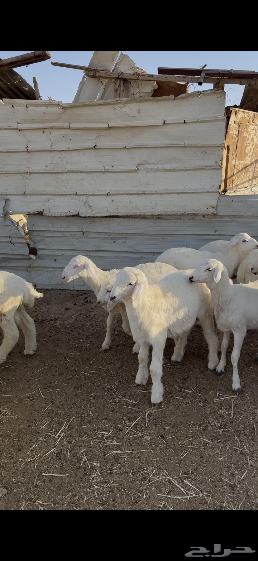 طليان حريات للبيع64454250191746113