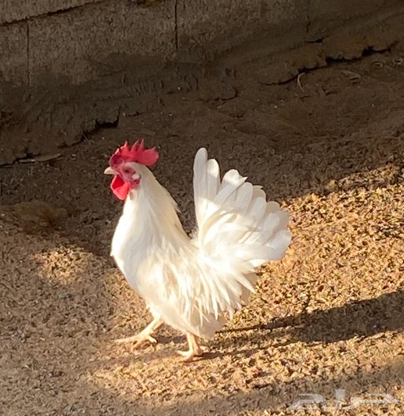 ثلاثة ديوك الون ابيض النوع صيني للبيع على السوم64454264490497110