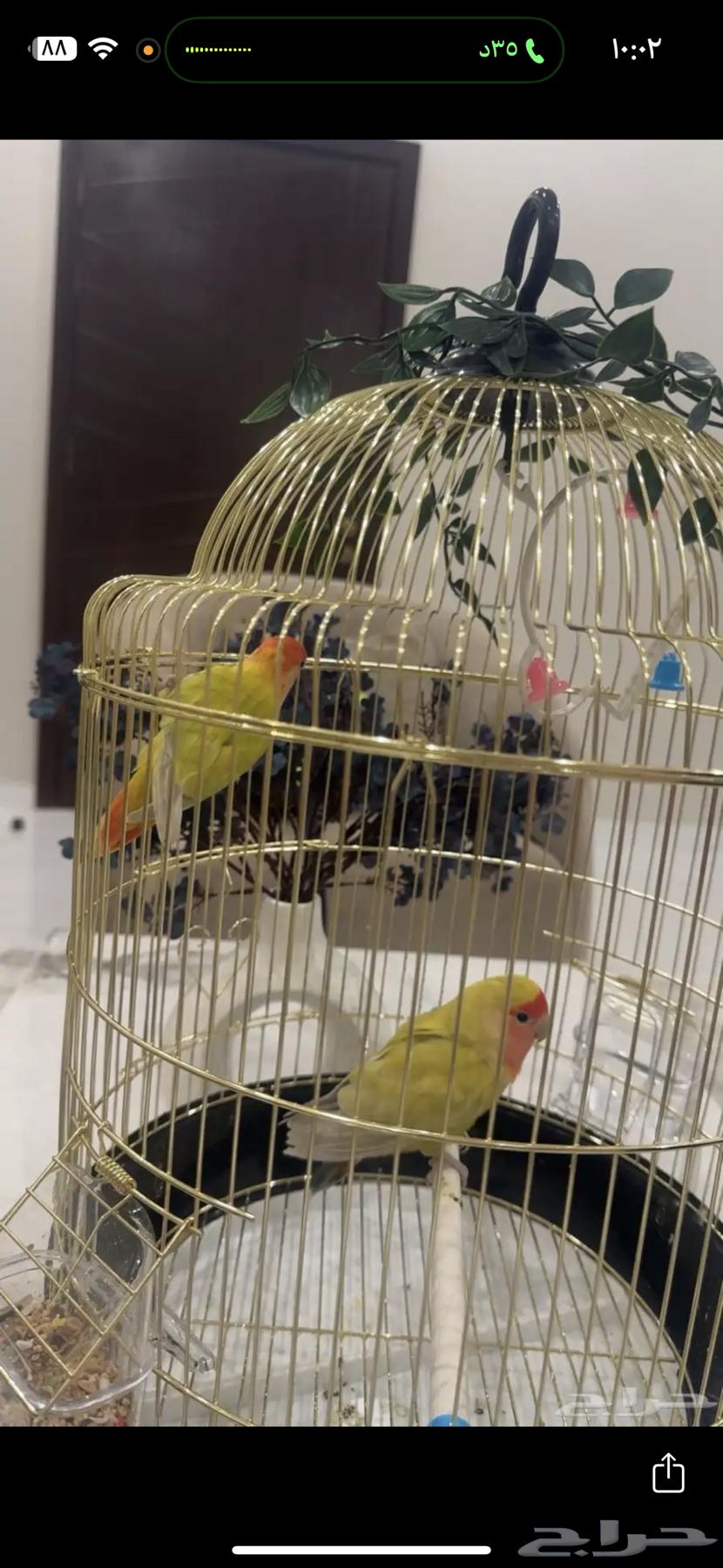 طيور ببغاء روز64483396842625110