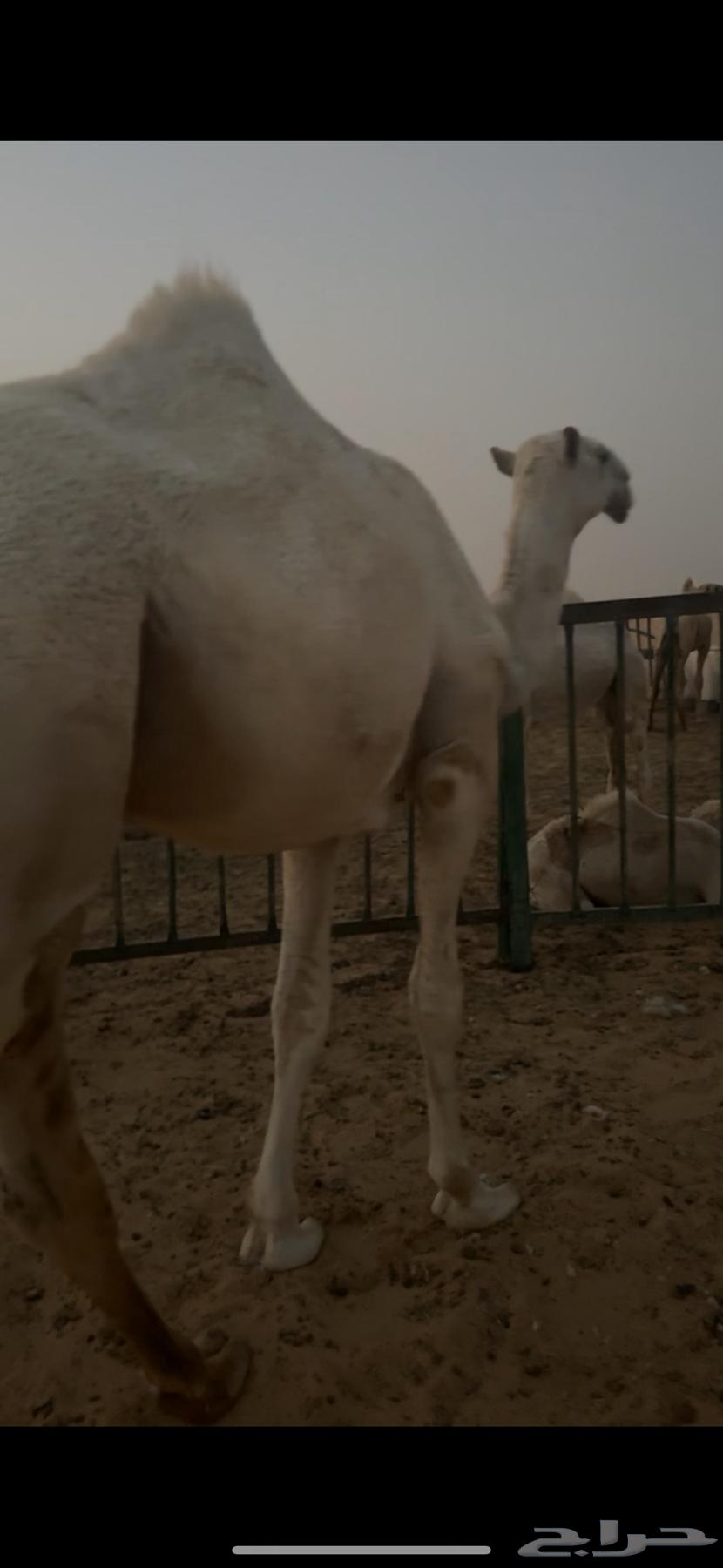 قعود للبيع64451499297793112