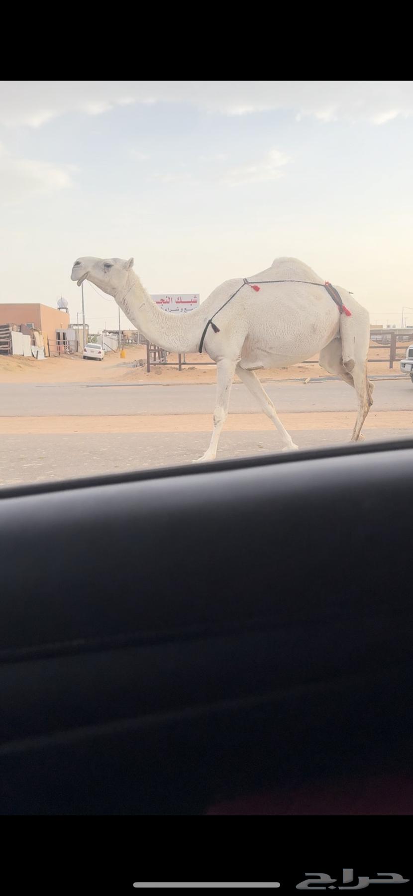 وضحا طيبه عجم64454825771265112