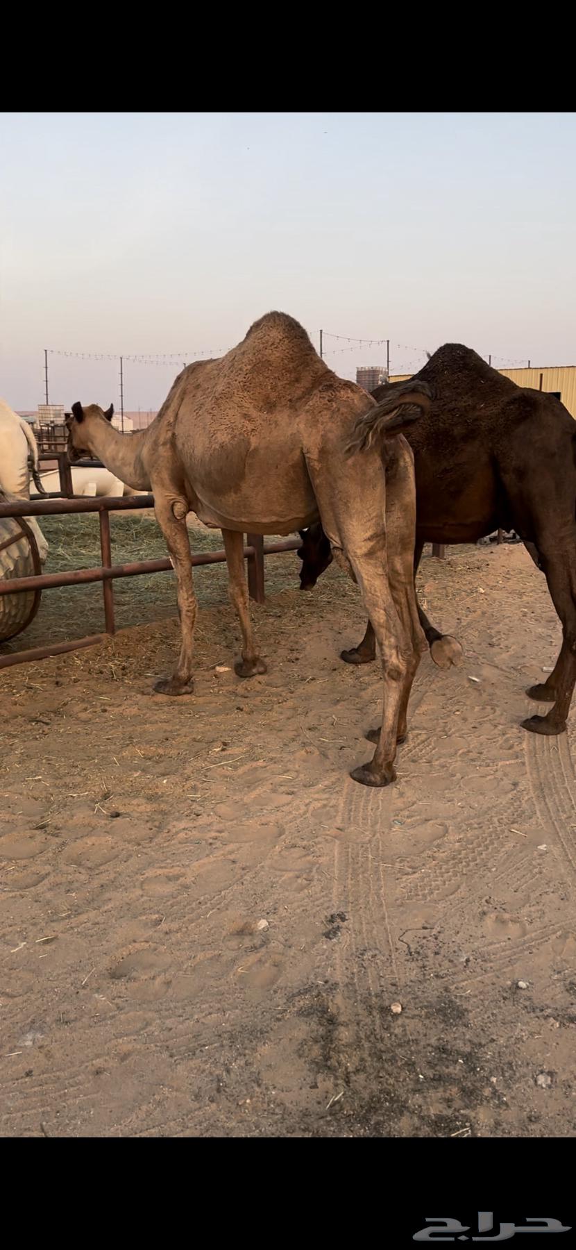 لقحه صفرا طيبه64451042576515111