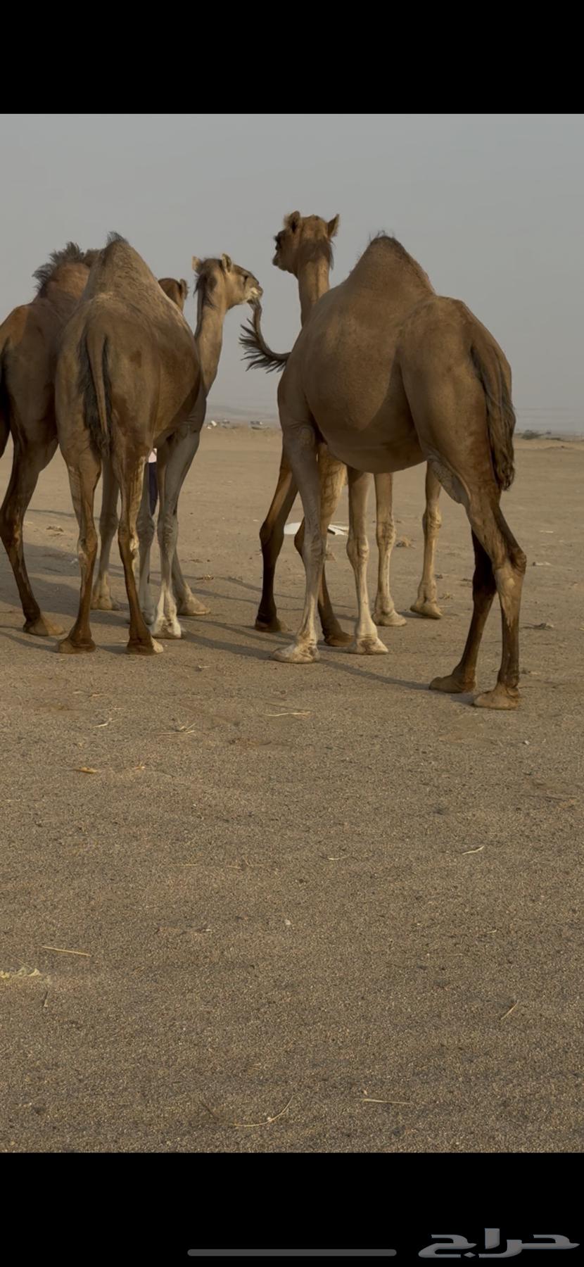 اربع ملاقي للبيع64452929681537112