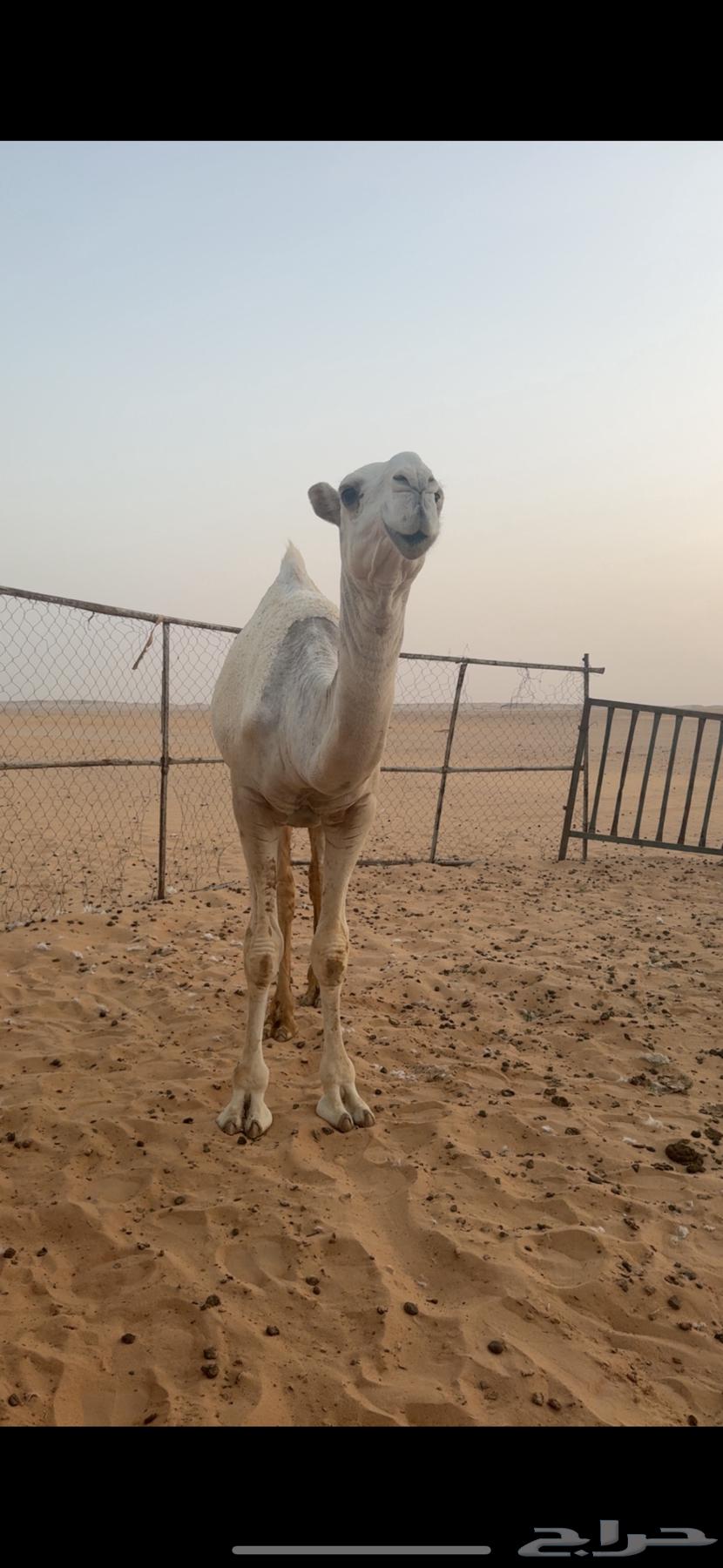 قعود للبيع64451499297793110