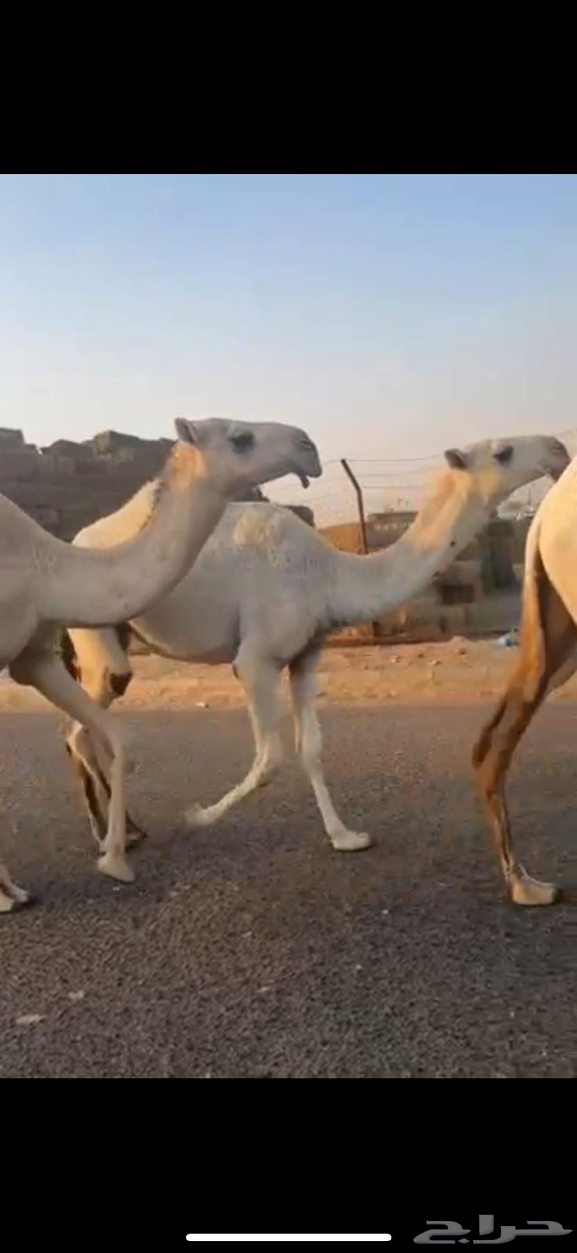 للبيع اربع بكار كفو64454853052931110