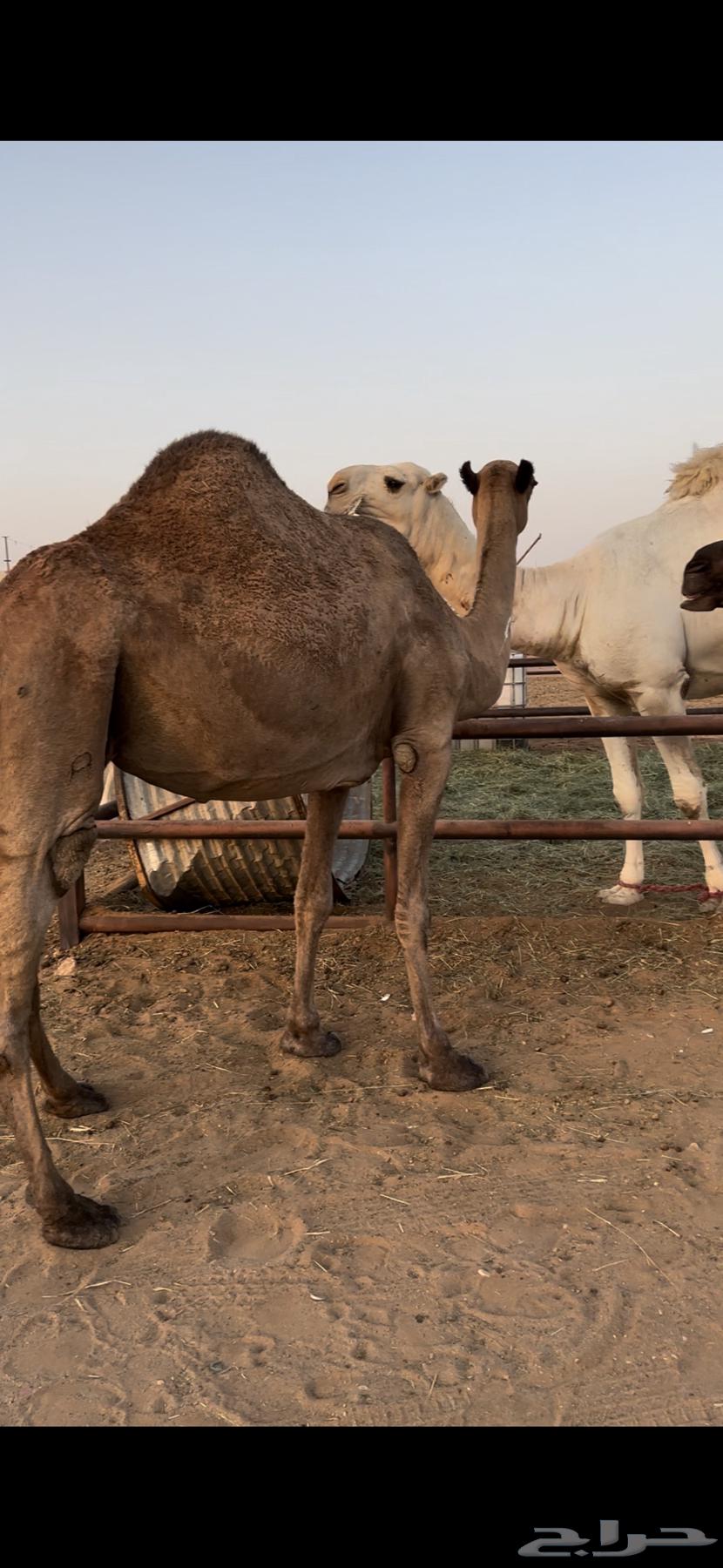 لقحه صفرا طيبه64451042576515114