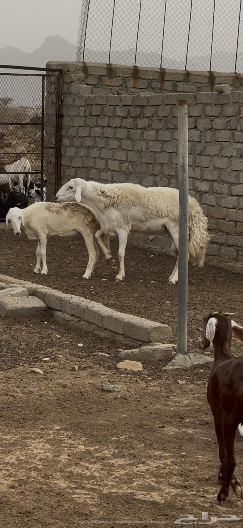 خروف فحل ضنف الصنف   تم البيع64453475738498114