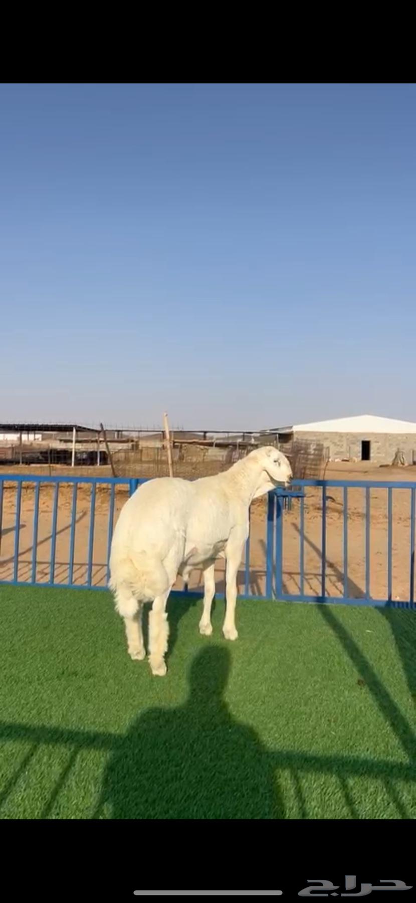 مشروع حري فاخر ( تم البيع )64451539211778110