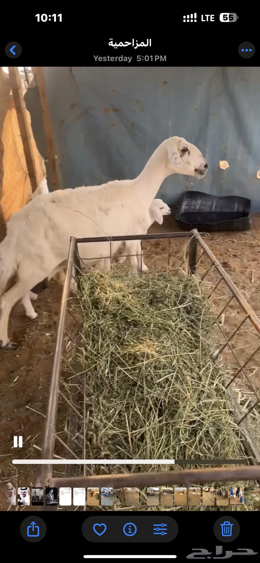 Two camels for sale with four underneath64456503801858111